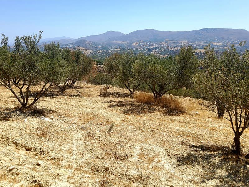 Plot for sale close to Kamilari, South Crete
