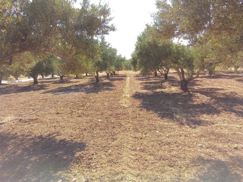 Plot for sale in Platanos, South Crete