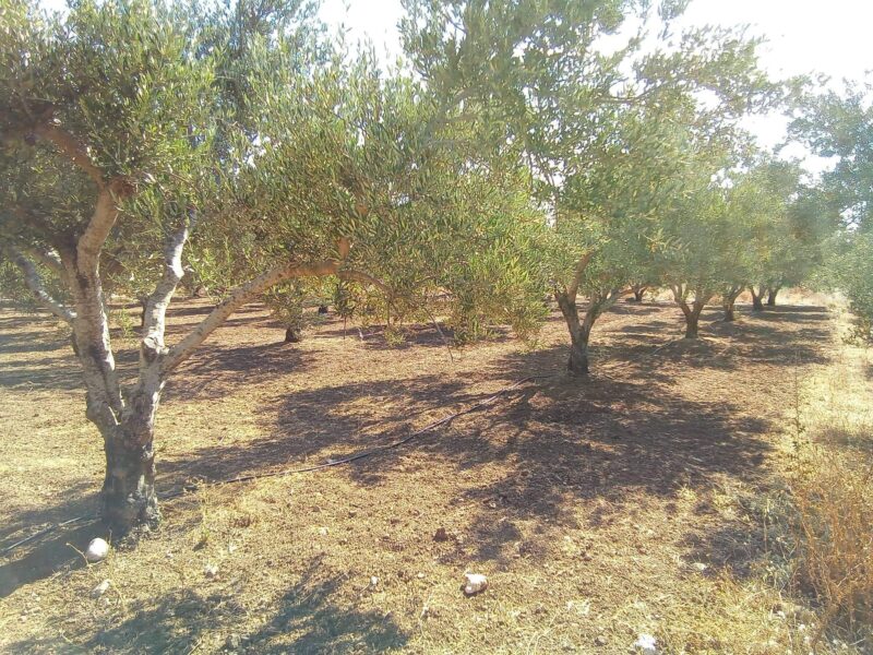 Plot for sale in Platanos, South Crete