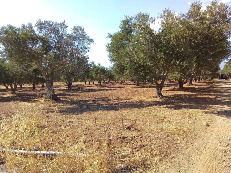 Plot for sale in Platanos, South Crete