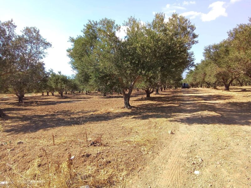 Plot for sale in Platanos, South Crete