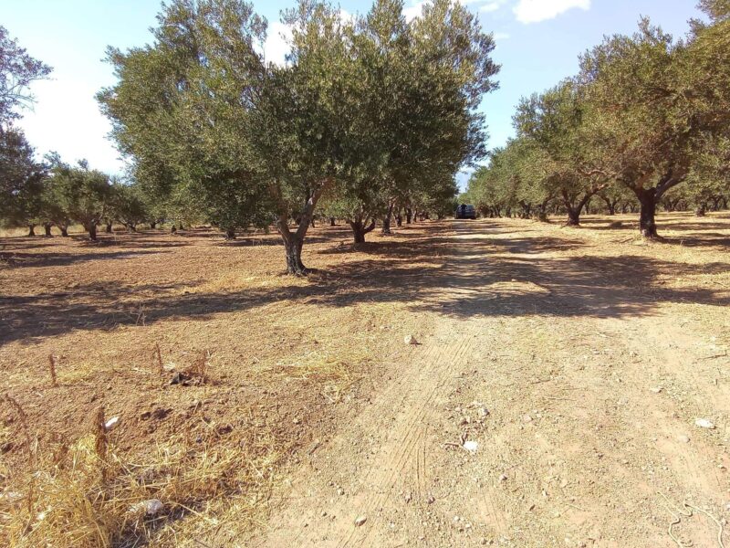 Plot for sale in Platanos, South Crete