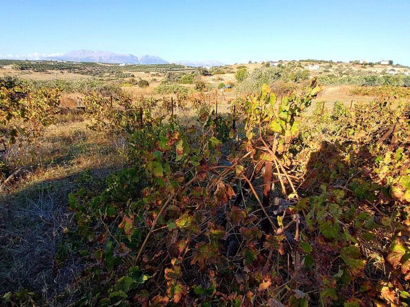 Small Plot for sale at Komos South Crete