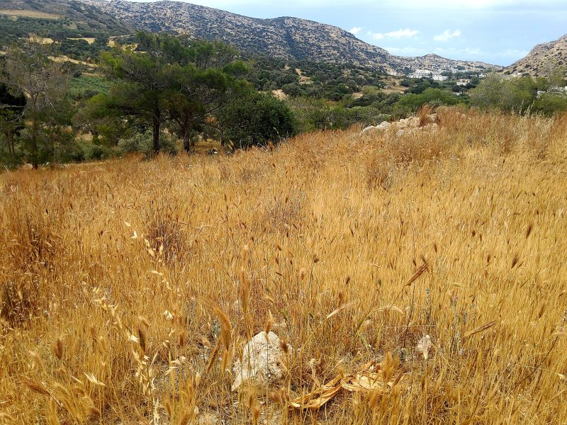 Plot for sale in Matala South Crete