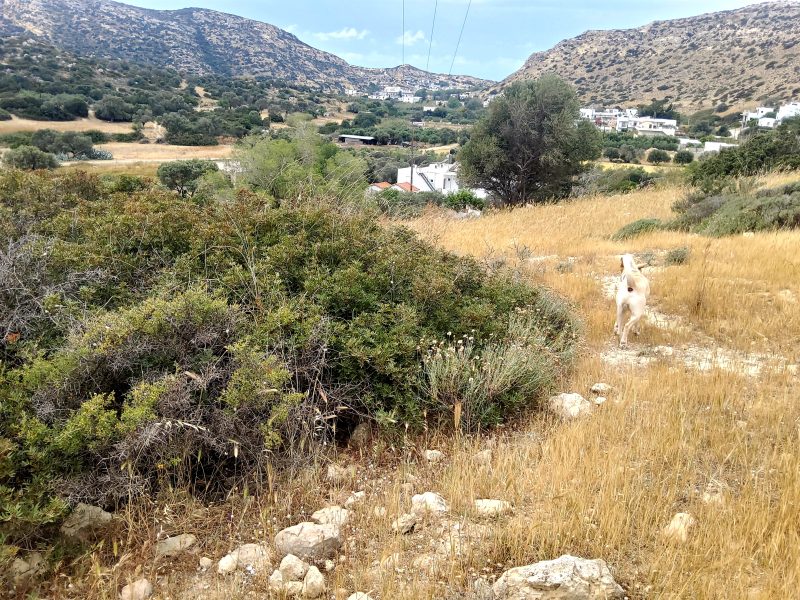 Plot for sale in Matala South Crete