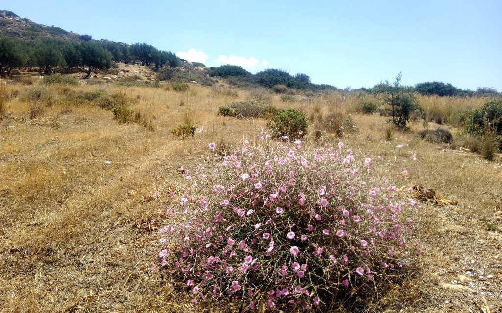 Plot for Sale between Pitsidia and Matala