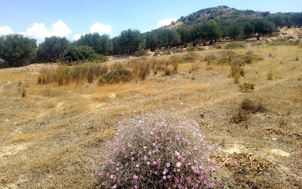 Plot for Sale between Pitsidia and Matala