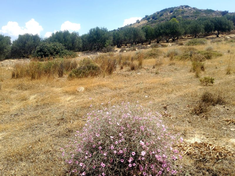 Plot for Sale between Pitsidia and Matala