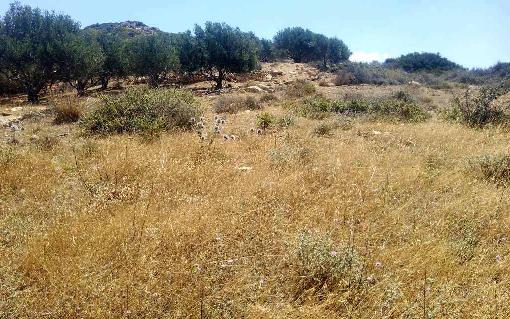Plot for Sale between Pitsidia and Matala