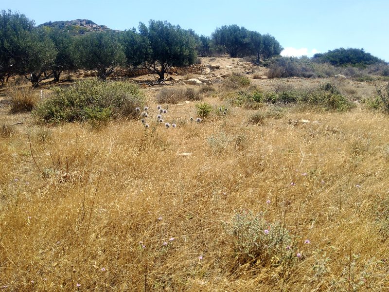 Plot for Sale between Pitsidia and Matala