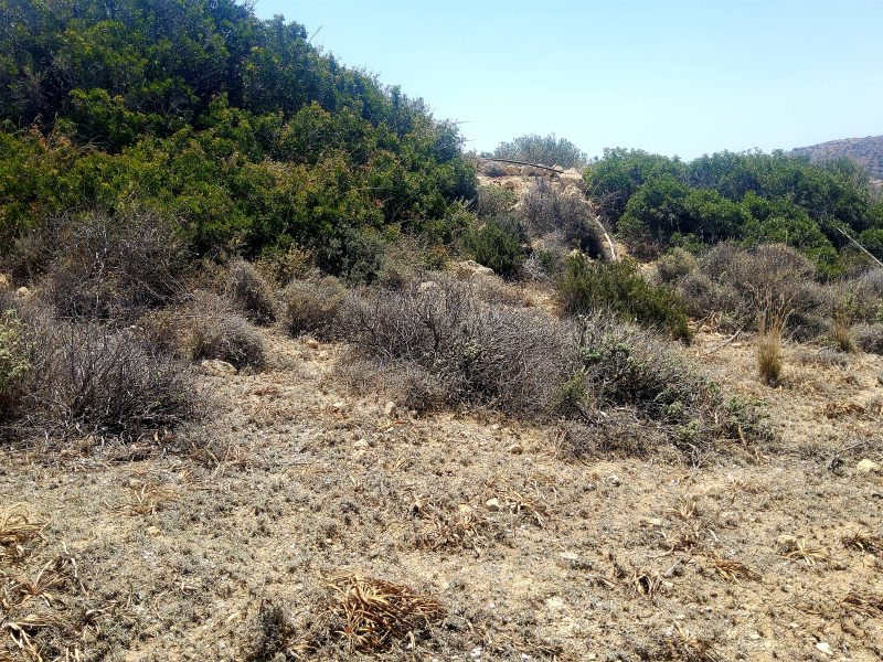 Plot for Sale between Pitsidia and Matala