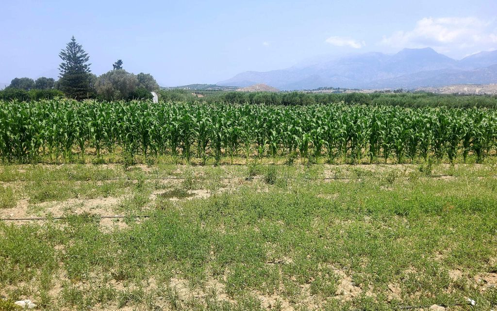 Plot for sale between Petrokefali and Sivas