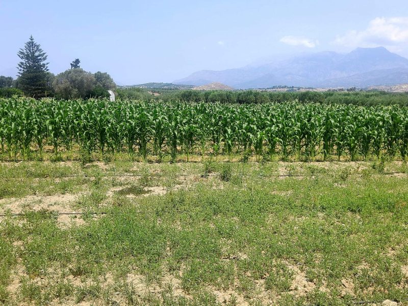 Plot for sale between Petrokefali and Sivas