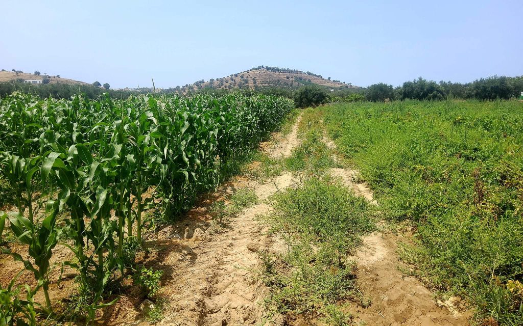 Plot for sale between Petrokefali and Sivas