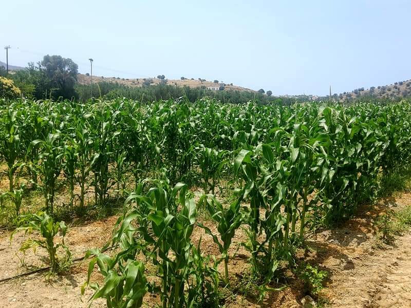 Plot for sale between Petrokefali and Sivas
