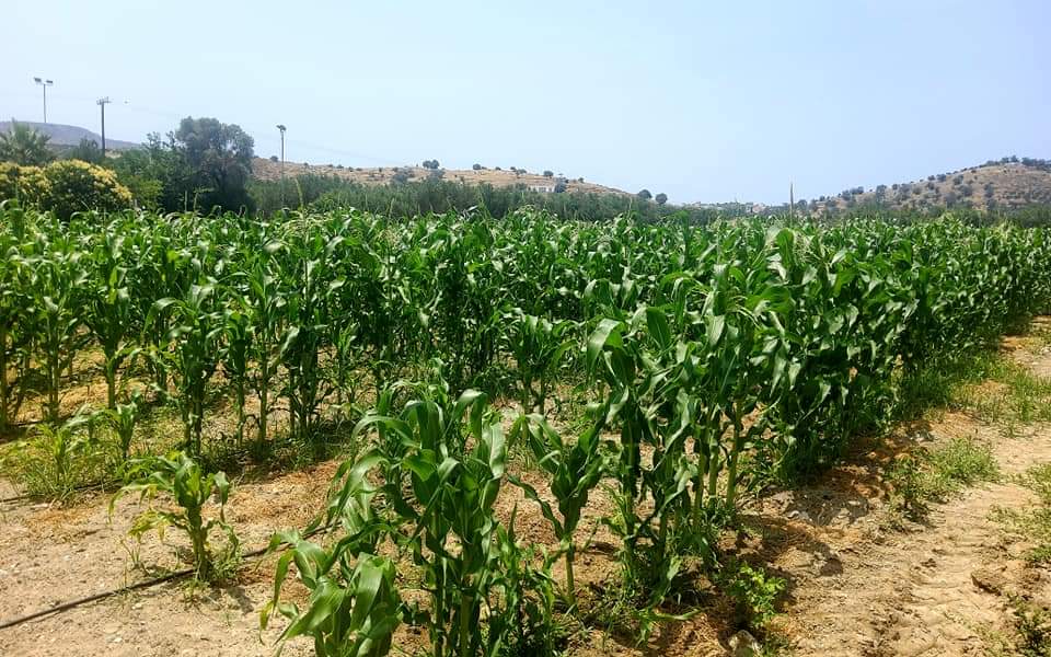 Plot for sale between Petrokefali and Sivas