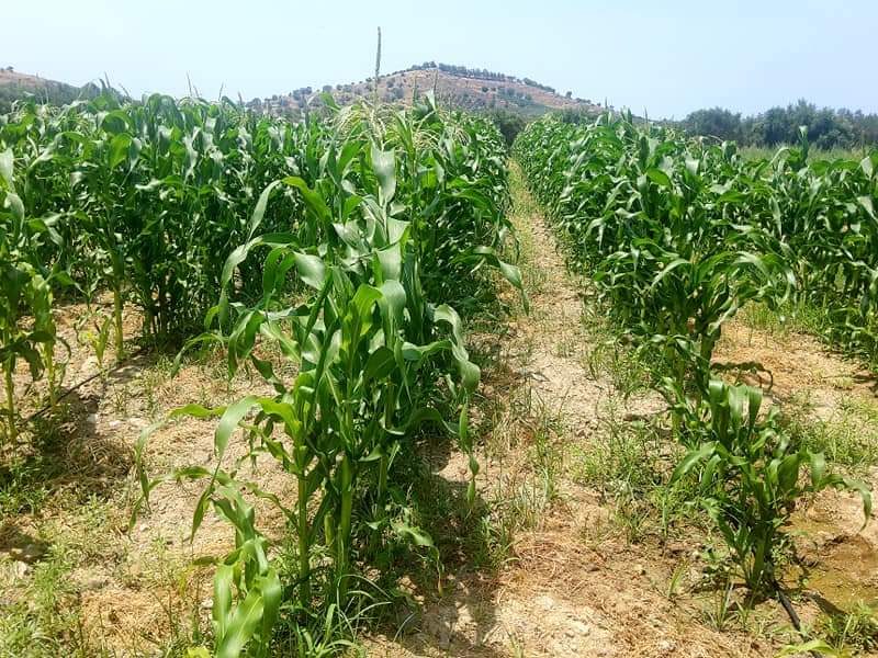 Plot for sale between Petrokefali and Sivas