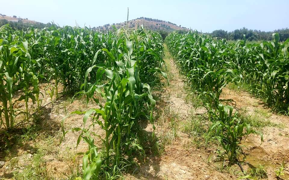 Plot for sale between Petrokefali and Sivas