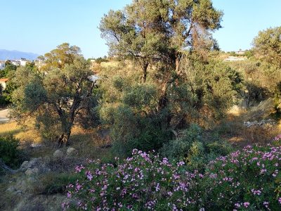 Plot for sale at Pitsidia South Crete, City Plan