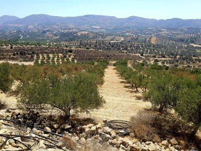 Plot for sale in Kamilari South Crete Nr4