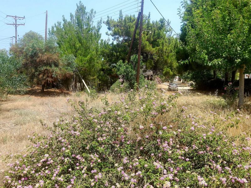 Plot for sale in Kalamaki South Crete