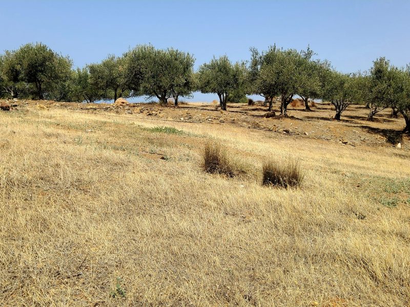 Agricultural Plot for Sale in Listaros, South Crete