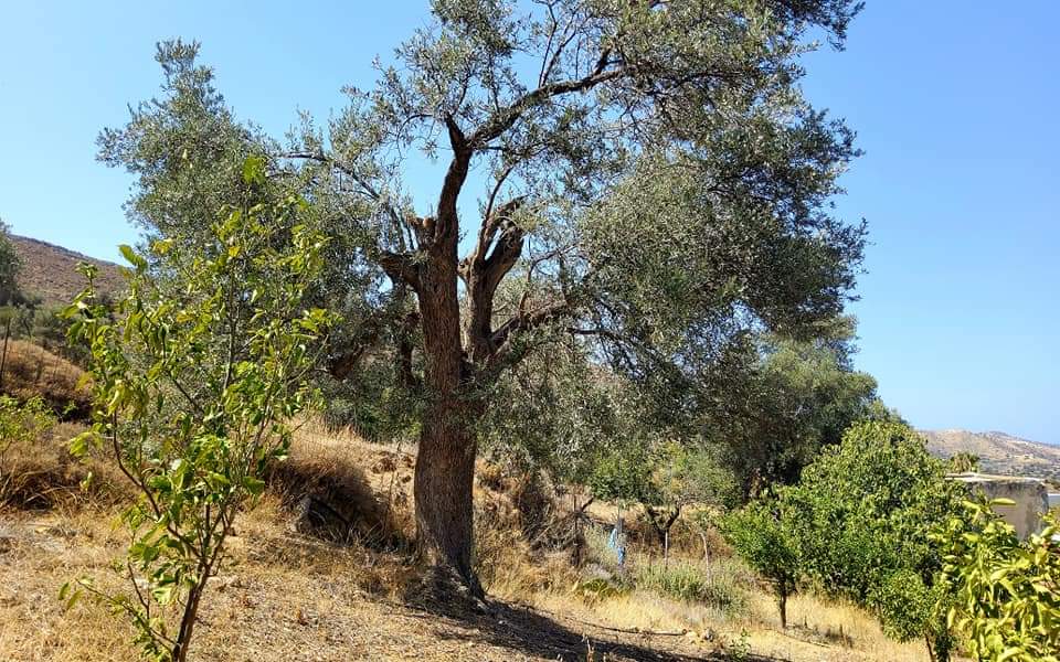 Plot for sale with sea view inside Listaros