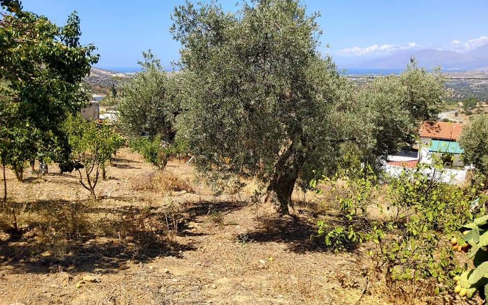 Plot for sale with sea view inside Listaros