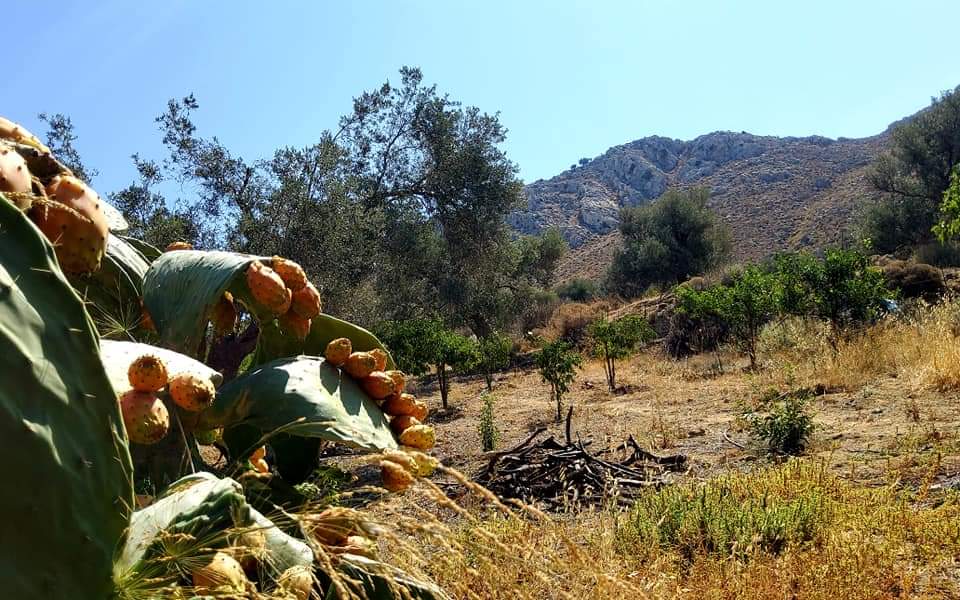 Plot for sale with sea view inside Listaros