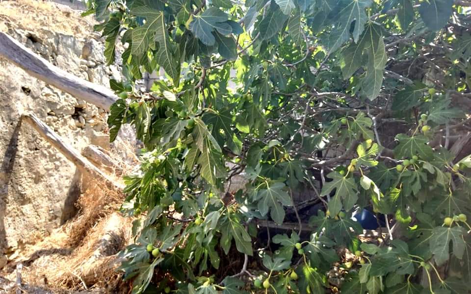 Plot / Old Stone House for sale with sea view in Kamilari