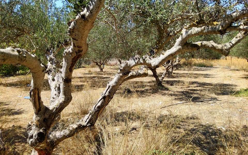 Plot for sale in Mires
