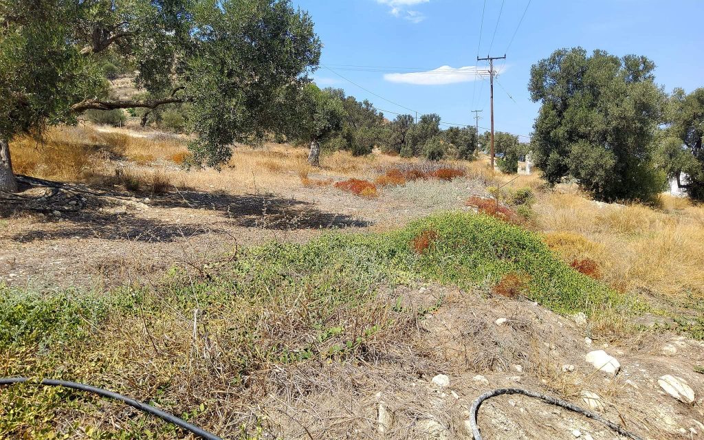Plot for sale inside Kamilari South Crete No1