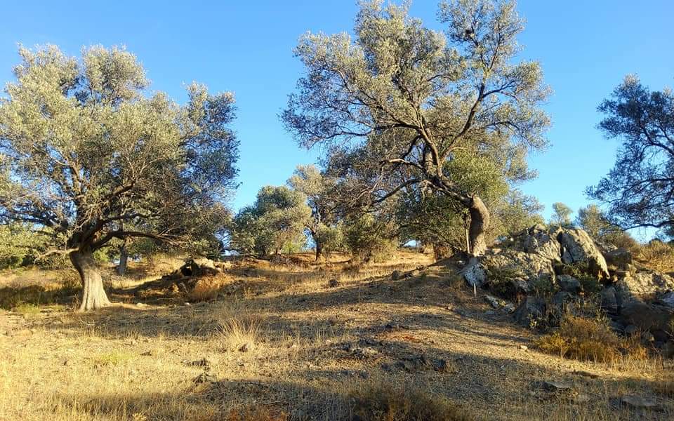 Plot for sale close to Kouses and Sivas