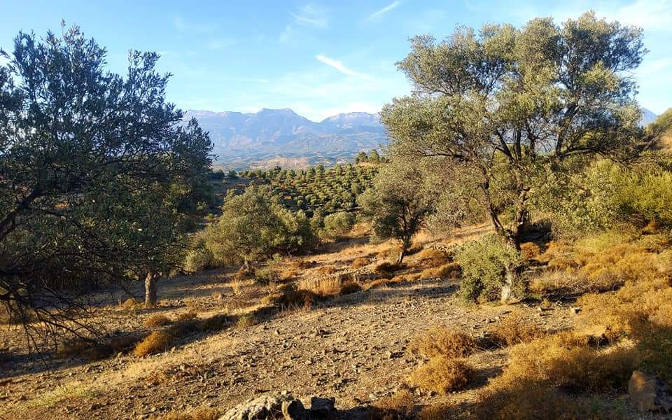 Plot for sale close to Kouses and Sivas