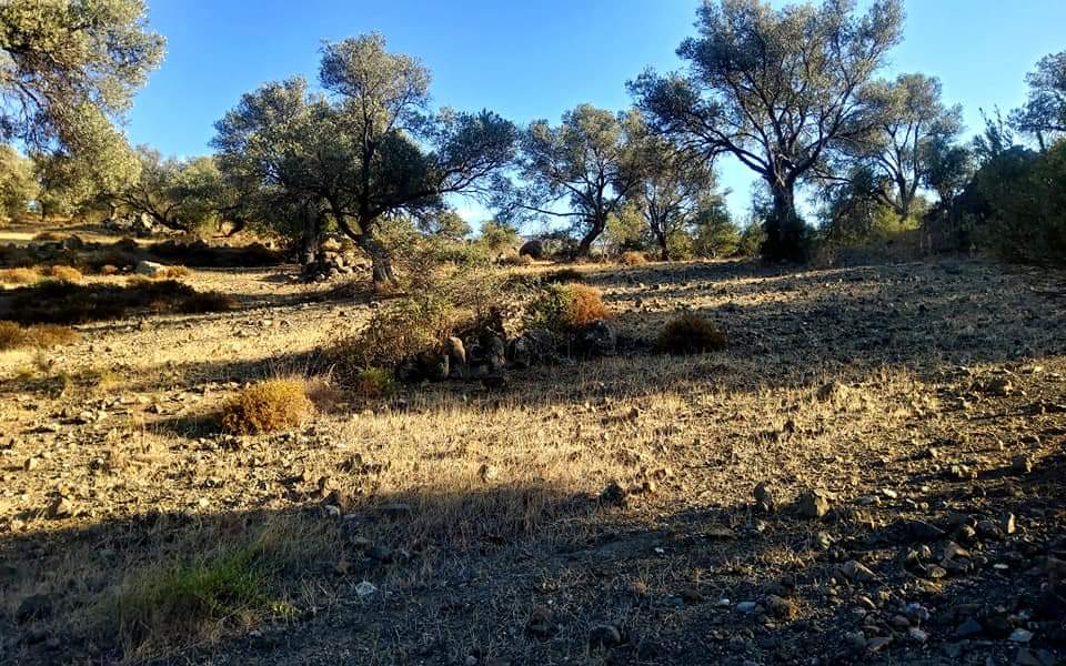 Plot for sale close to Kouses and Sivas