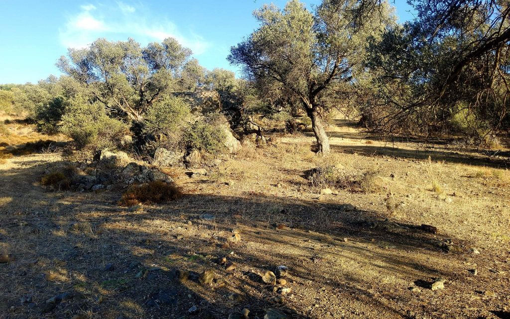 Plot for sale close to Kouses and Sivas
