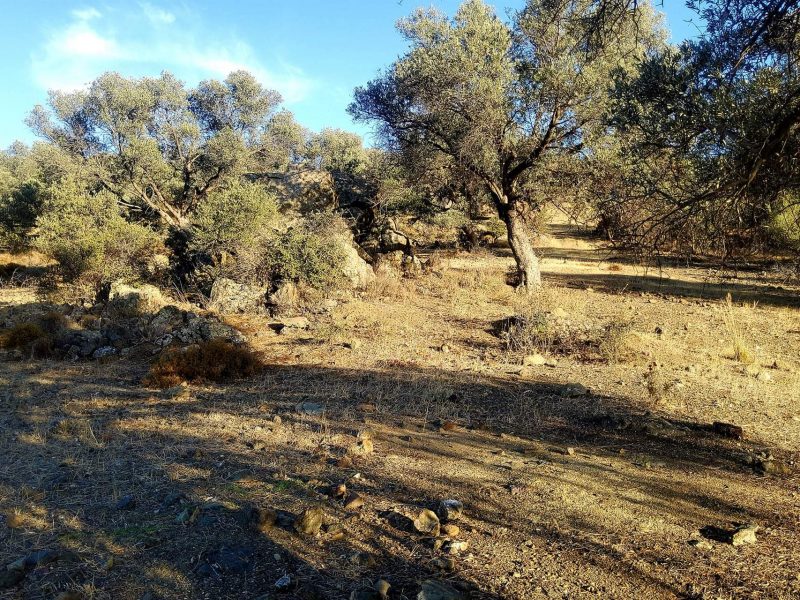Plot for sale close to Kouses and Sivas