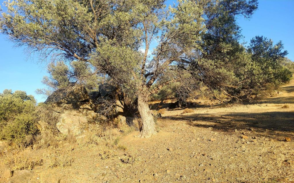 Plot for sale close to Kouses and Sivas