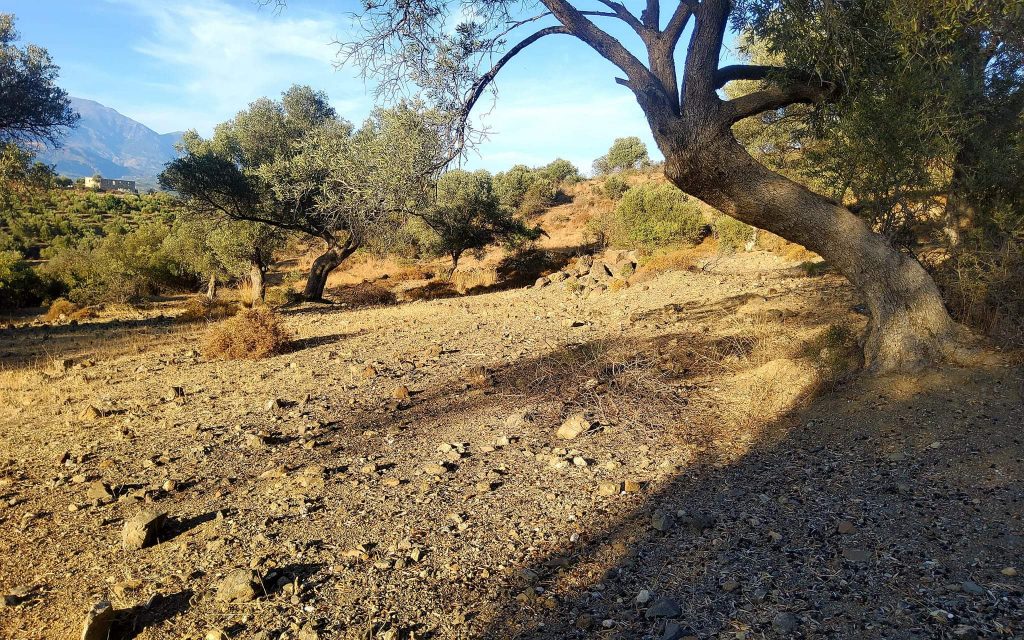 Plot for sale close to Kouses and Sivas