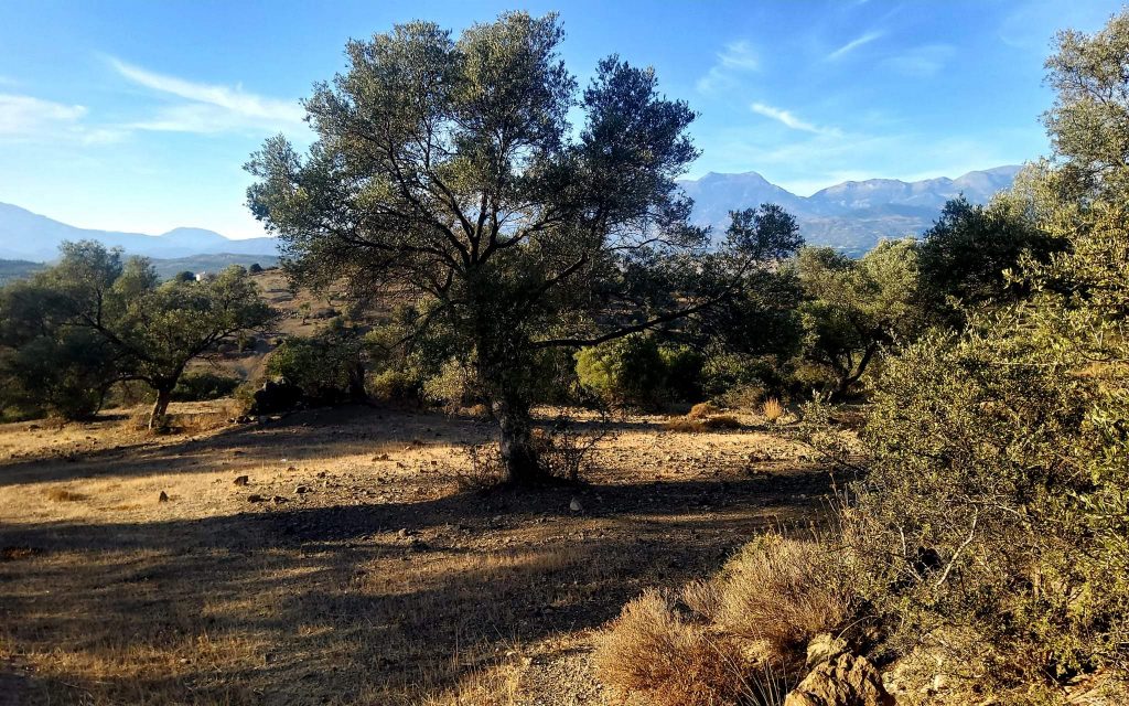 Plot for sale close to Kouses and Sivas