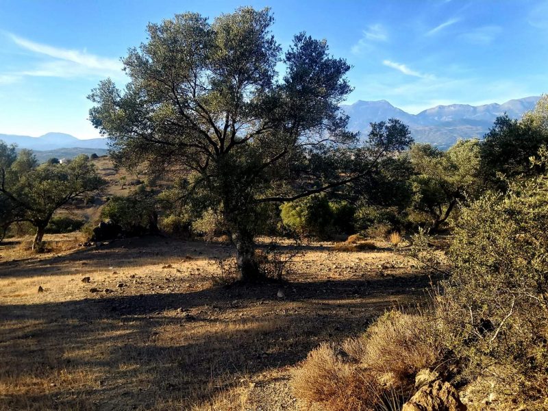 Plot for sale close to Kouses and Sivas