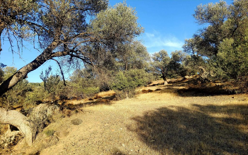 Plot for sale close to Kouses and Sivas