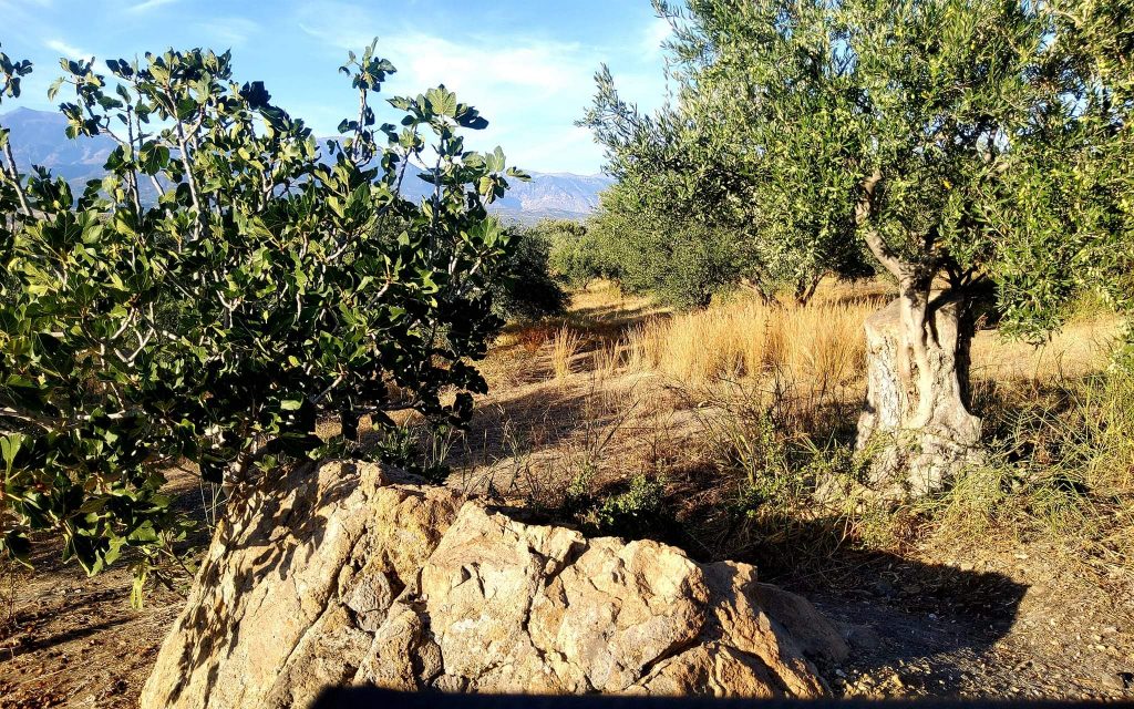 Plot for sale close to Kouses and Sivas