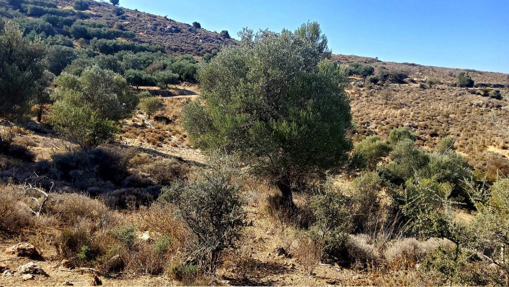 Plot for sale in Pombia South Crete