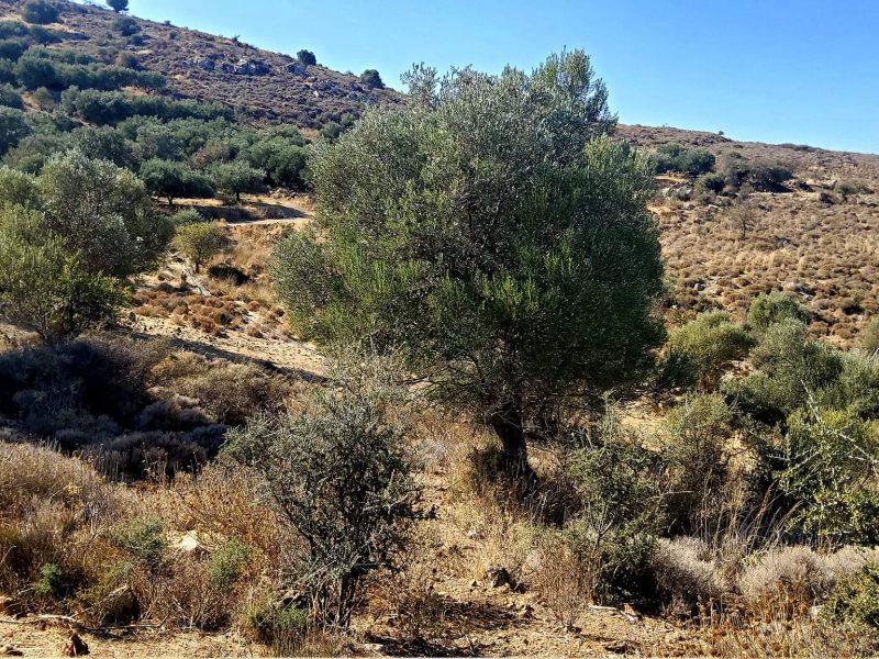 Plot for sale in Pombia South Crete