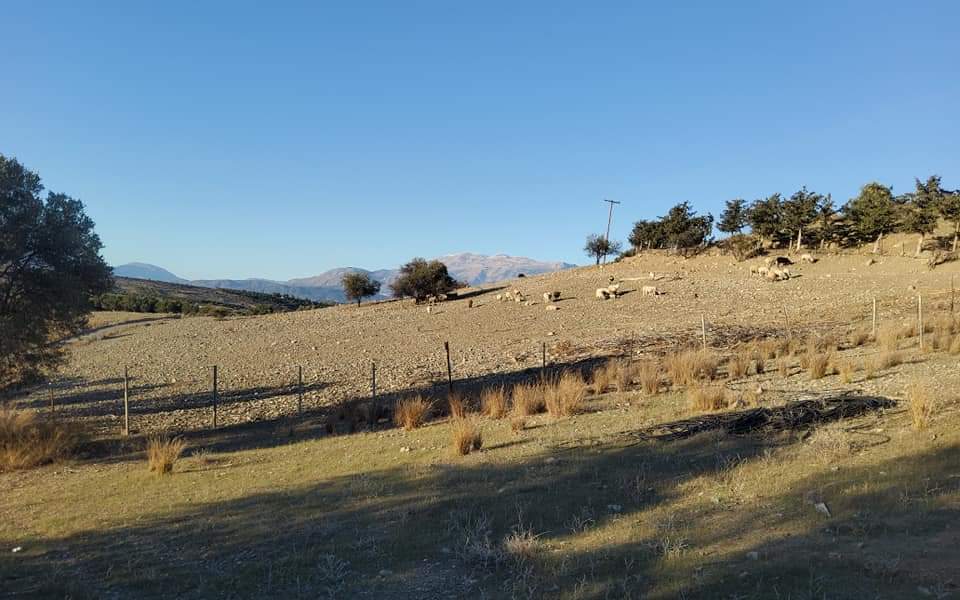 Plot for sale inside Kamilari South Crete No1