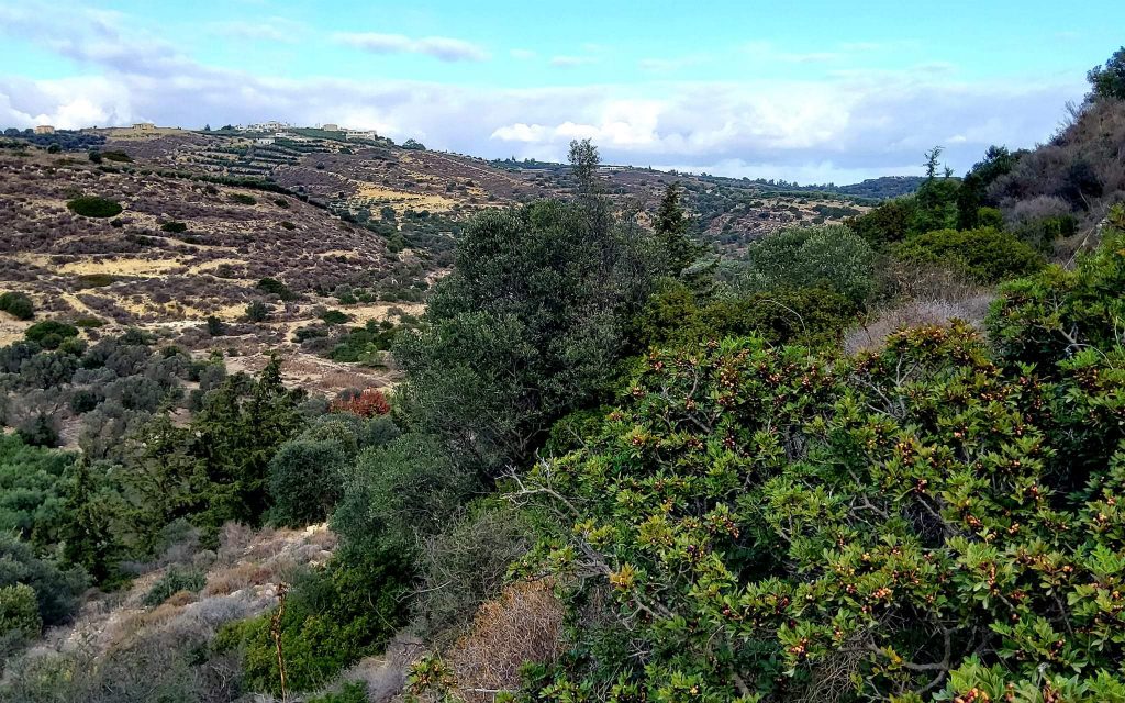 Big Plot for sale in Pitsidia South Crete