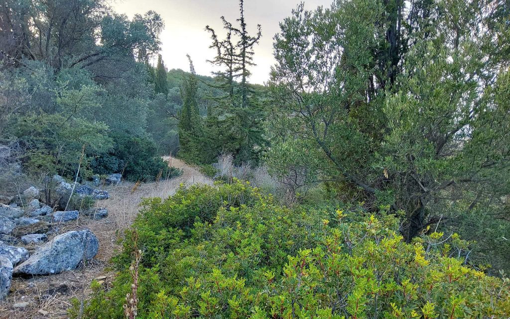 Big Plot for sale in Pitsidia South Crete