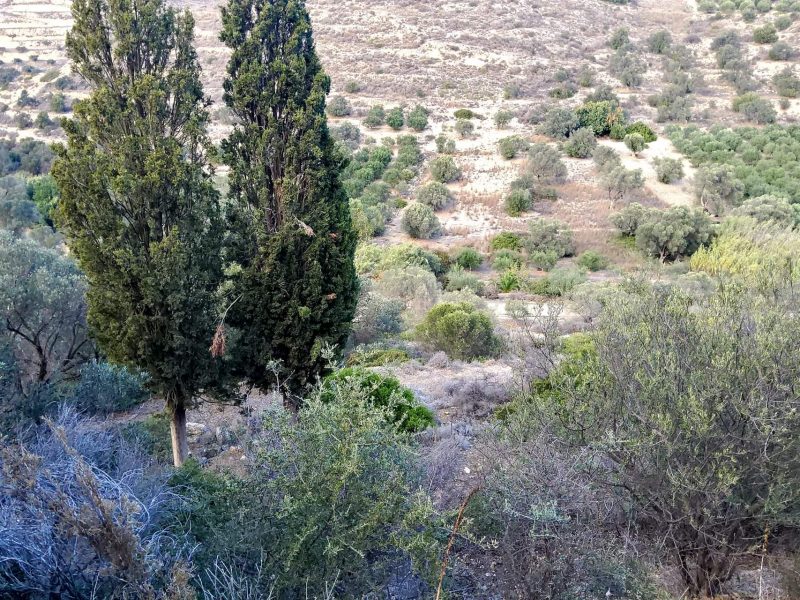 Big Plot for sale in Pitsidia South Crete