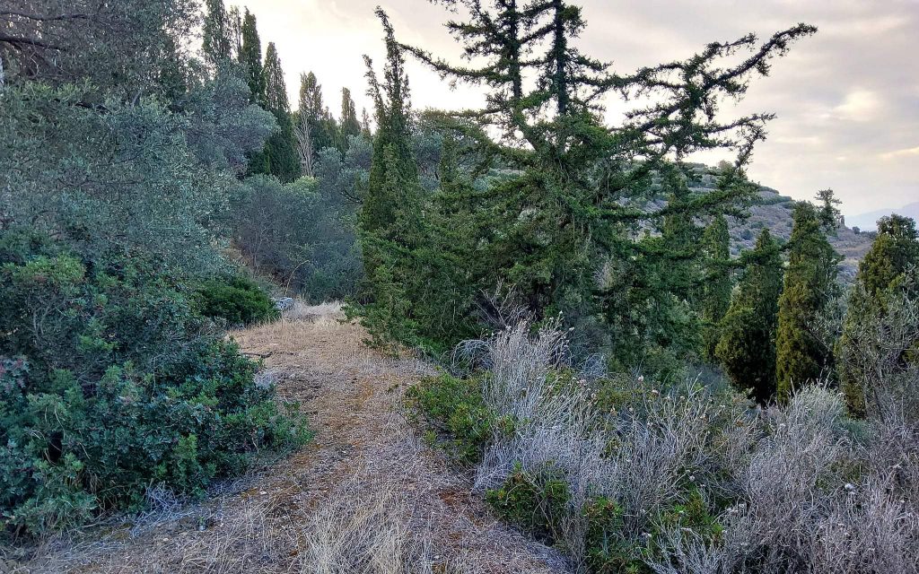 Big Plot for sale in Pitsidia South Crete
